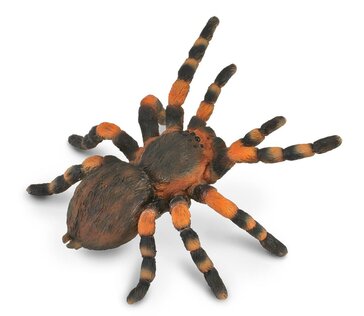 Collecta Insects