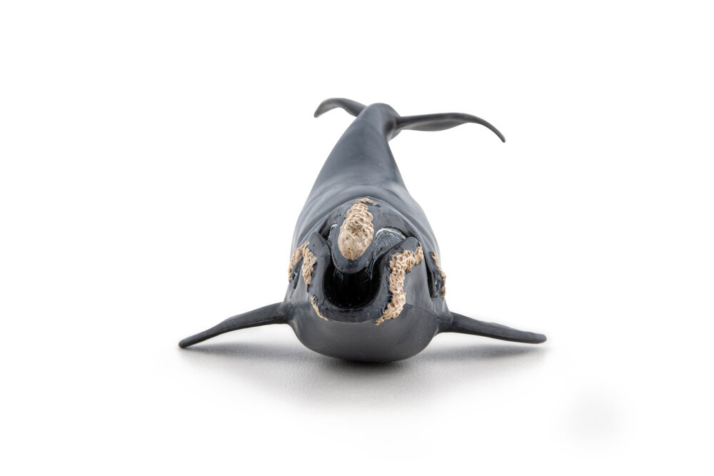 Papo 56057 Noordkaper (Walvis)