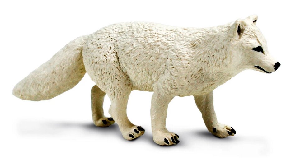 Safari 100731 Poolvos