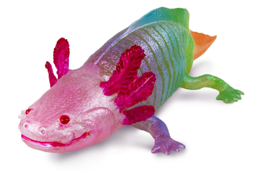 Safari 110487 Regenboog Axolotl