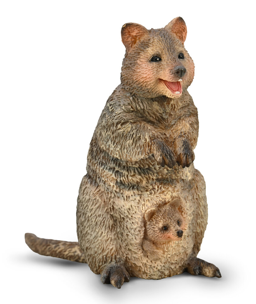 Quokka with Joey van Collecta