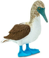 Safari 150529 Blauwvoetgent
