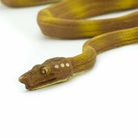Safari 257629 Tuinboa Slang