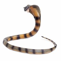 Safari 260329 Cobra