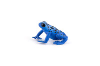Papo 50175 Equatoriale blauwe Kikker
