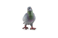 Papo 50295 Duif