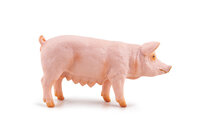 Papo 51188 Zeug (Varken)