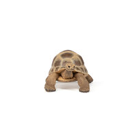 Papo 50264 Griekse landschildpad