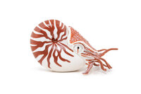 Papo 56061 Nautilus