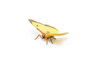 Papo 50288 Gele Vlinder