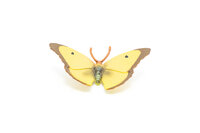 Papo 50288 Gele Vlinder