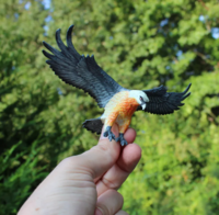 Safari  108200 Baardgier (Lammergier)