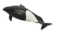 Dall's Porpoise van Collecta