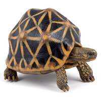 Papo 50333 Sterschildpad