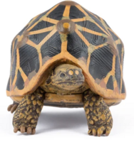Papo 50333 Sterschildpad
