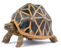 Papo 50333 Sterschildpad