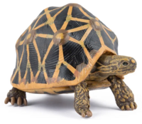 Papo 50333 Sterschildpad