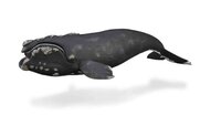 Right Whale van Collecta