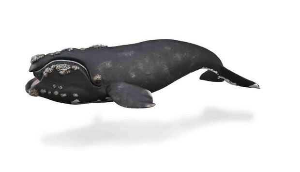 Right Whale van Collecta
