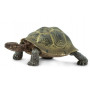 Safari 295329 Desert Tortoise