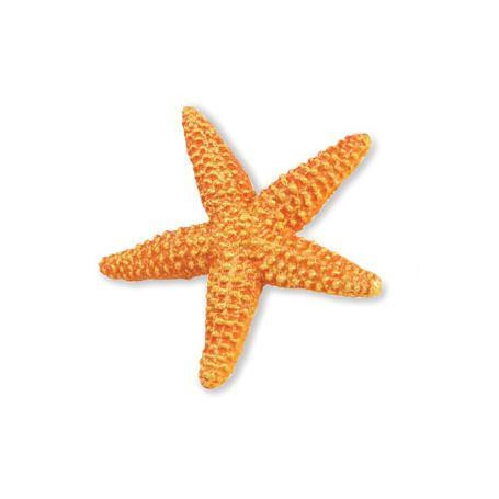 Safari 276829 Starfish