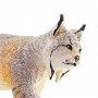 Safari 181829 Lynx