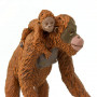 Safari 293529 Orangutan with Baby
