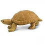 Safari Loggerhead Musk Turtle