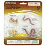 Safari 664016 Levenscyclus van de Regenworm