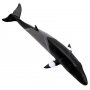 Safari 100413 Minke Whale