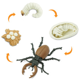 Safari 661416 Life Cycle of a Stag Beetle